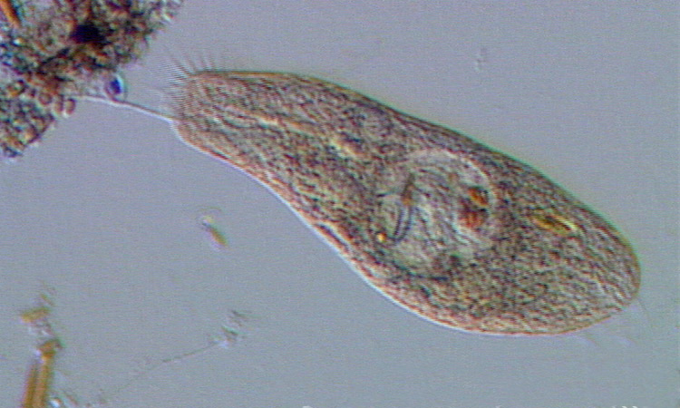 Les Protozoaires - Mode de vie des Protozoaires - 2mn 16s